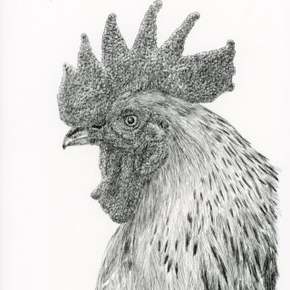 img018-1-320x320.jpg